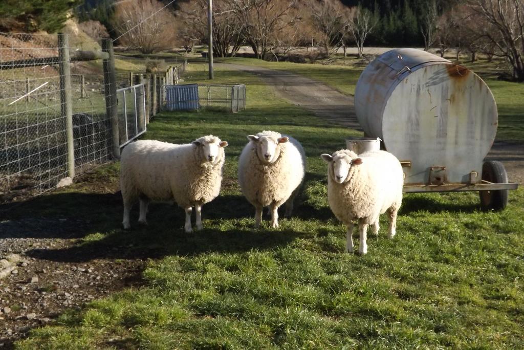 Karetu Downs Farm Stay Hawarden المظهر الخارجي الصورة